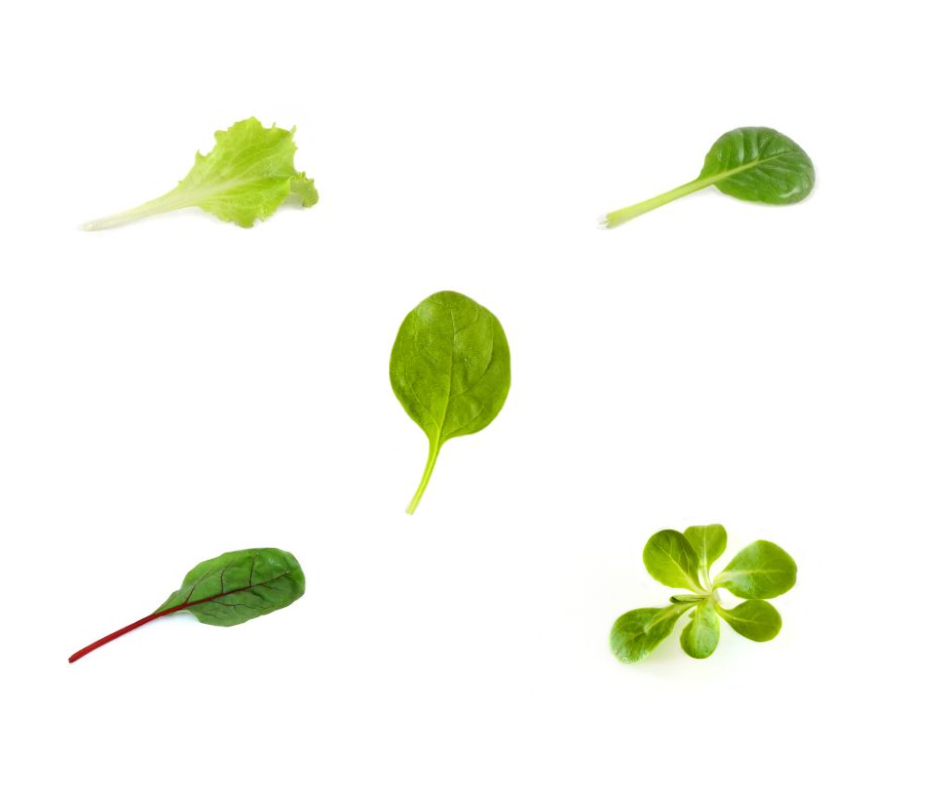 Baby Leaf
