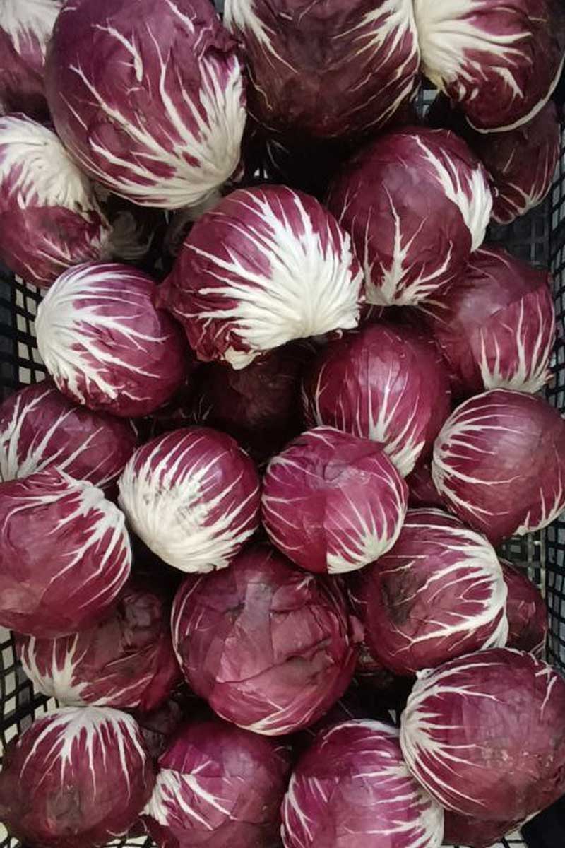 RADICCHIO-2.jpg