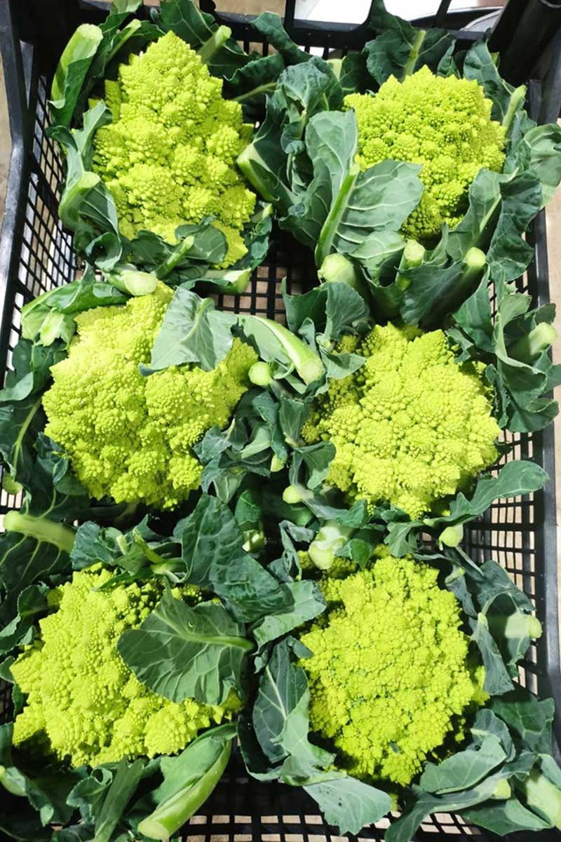 ROMANESCO-4-2.jpg